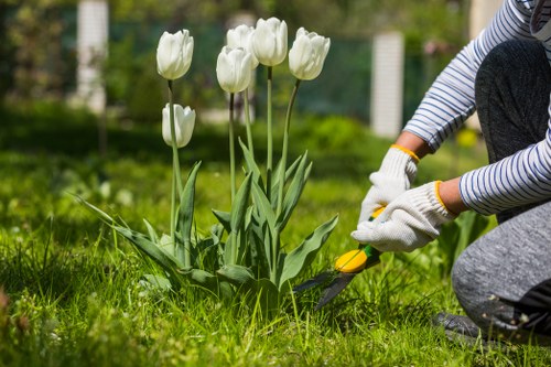 A person wearing striped long sleeves and gardening gloves is kneeling on a well-maintained green lawn in a garden, using a small hand tool to tend to a bed of white tulips with long green leaves. The garden background features a neatly trimmed hedge, a grassy area, and garden fencing, suggesting a tidy outdoor residential space possibly located in Shoreditch or nearby. The scene appears to be during daylight hours with natural lighting, demonstrating routine gardening work associated with professional gardening services in the area, such as lawn and flower bed maintenance offered by Landscapers Shoreditch. The garden surface is lush and even, with contrasting textures of the soft grass and smooth tulip petals, highlighting the vibrant natural tones of the greenery and white flowers.