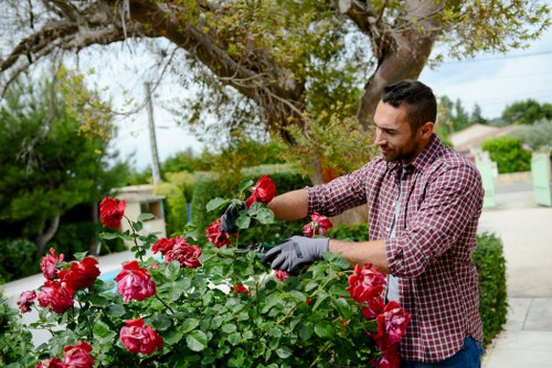 A man with short dark hair and a neatly trimmed beard is tending to a lush, well-maintained flower bed in an outdoor garden area. He is wearing a red and white checkered shirt, grey gardening gloves, and has a focused expression as he carefully inspects or adjusts the vibrant red roses and green foliage. The garden is bordered by a paved pathway, and in the background, there are mature trees with green leaves providing partial shade, as well as a suburban street with houses and utility poles visible under a partly cloudy sky. The scene reflects a peaceful outdoor gardening moment, with a tidy, landscaped yard that showcases healthy, blooming plants, perfect for outdoor maintenance and gardening services offered by experts such as those at Landscapers Shoreditch, serving the local area near Shoreditch in London.