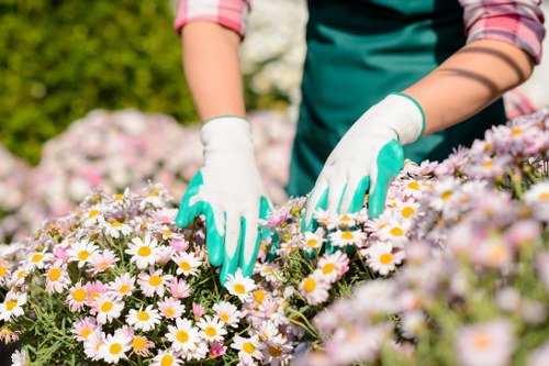 The image shows a gardener, partially visible from the waist up, wearing a teal apron and white gardening gloves, tending to a vibrant flower bed filled with white daisies that have yellow centers. The gardener's hands are carefully inspecting or planting among the densely packed flowers, which are arranged in a landscaped outdoor garden area. In the background, there is lush greenery with a hedge or bush, and the scene suggests a bright, sunny day with clear weather conditions. The flower bed is bordered by soil and possibly decorative edging, and the overall environment appears well-maintained and organized, reflecting professional gardening and landscaping services typical of Shoreditch. The scene emphasizes outdoor gardening activities focused on planting and care, supported by the expertise of Landscapers Shoreditch in creating vibrant, thriving garden spaces in London.