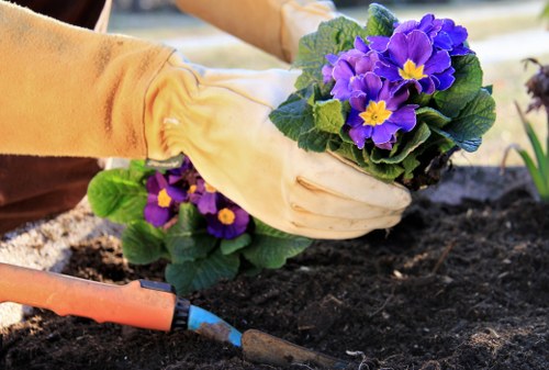 A gardener's gloved hands planting a cluster of vibrant purple and yellow primrose flowers into dark, rich soil within a landscaped garden. The garden features a neatly maintained lawn with dense, green grass, bordered by a paved patio area. In the background, there are some trees and shrubbery, contributing to a lush outdoor environment. The scene is set outdoors on a clear day, with natural sunlight illuminating the plants and soil, highlighting the textures of the paving stones, soil, and foliage. This setting reflects professional gardening and landscaping work typical of residential outdoor spaces in Shoreditch, supporting services such as patio repairs, garden maintenance, and planting. The gardener appears to be carefully placing the flowers to enhance the garden's aesthetic appeal, contributing to a well-curated outdoor area managed by companies like Landscapers Shoreditch.