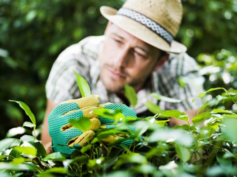 A male gardener wearing a straw hat and light-colored shirt with rolled-up sleeves is carefully pruning or trimming a dense hedge in a lush, green outdoor garden setting. The hedge consists of vibrant, healthy leaves, and the gardener's focused posture suggests precise maintenance work. The garden features a well-established lawn with evenly cut grass, along with other shrubbery and small plants visible in the background. Natural sunlight illuminates the scene, highlighting the variety of green tones across the foliage, while the environment looks peaceful and well-maintained. This scene depicts professional gardening activities typical of a landscaped garden in Shoreditch, with a focus on sustainable plant care and outdoor aesthetics, aligning with services provided by Landscapers Shoreditch.