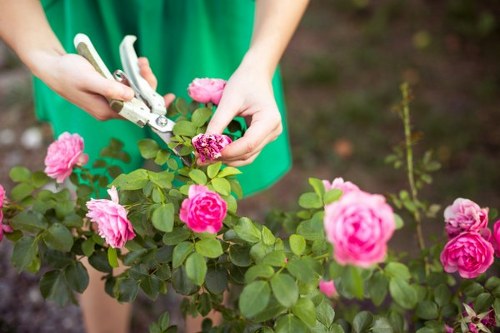 A person wearing a green apron is trimming the pink flowers of a healthy rose bush with garden pruning shears in a well-maintained outdoor garden. The rose bush has dense, green foliage and is situated in front of a lush lawn area. In the background, a small, slender plant and part of a flower bed border are visible, with the soil showing a rich, dark tone. The scene is illuminated by natural daylight, suggesting a clear weather day, and the overall garden setting looks professionally landscaped, with neatly kept plants and an inviting outdoor environment. The image emphasizes gardening and outdoor maintenance, which is relevant to landscaping services offered by Landscapers Shoreditch, especially those involving plant care and garden upkeep.
