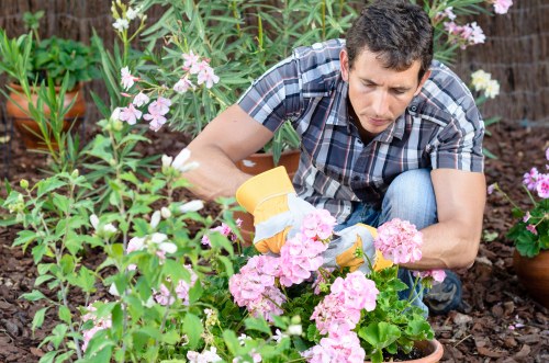 Different types of hedges requiring specific trimming techniques